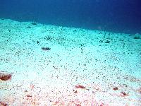 ������� �����