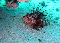 ��������-�����. ������!