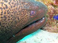 ������ - ������� ����.