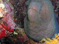 "� ������"