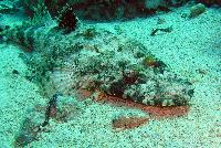 ����-��������