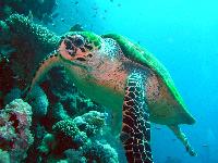 ������� ��������