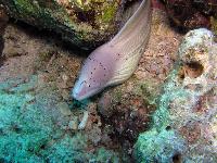 � ��� ���� ������