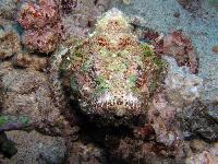 ���� �������� - ������ !