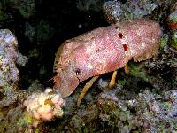 "���������" 