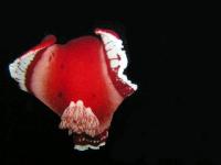 ��������� ������