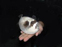 "�������..."