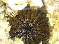 ���������� ������.