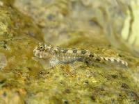 ���������.