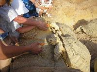 ���������