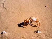 3. ��������� ��������� ����� � ������ Royal Zaafarana