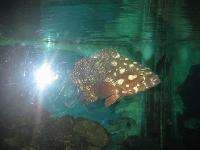 Aquarium in El Gouna