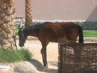 ���� Albatros Resort