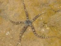 Sea Star