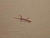 ���������� ������ �����