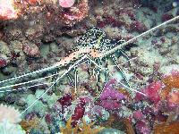 ������� ������������