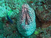 �������� ������