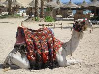 ������ �������