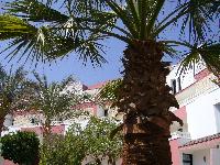 ������� ������ Beach Albatros Sharm