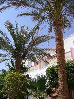 ������� ������ Beach Albatros Sharm