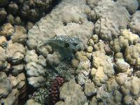 ��������� ��� ��� ������