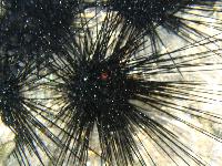 ������� ���