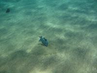 ��������� ��� ��� ������