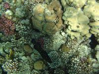 ��������� ��� ��� ������