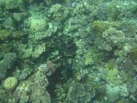 ������ ��� ��� ������