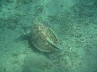 �������� � ���������