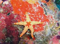 "������� ������"