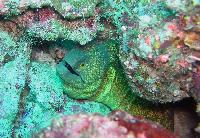 ������ ����������