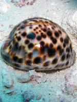 �������� ������