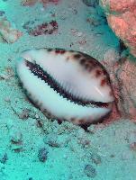 ������� �������� 