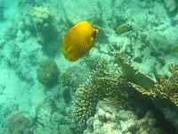 ���� �������