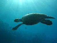 ��� �� ������ ��������