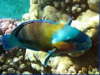 ����-�������