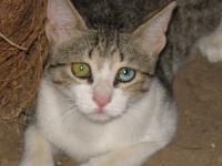 ���������� �����