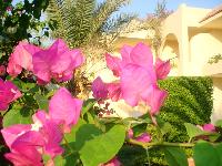 ����� ���� �����