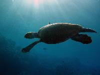 ����� �������