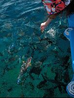 ������� �����, ������� � ���������