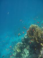 ���� ������