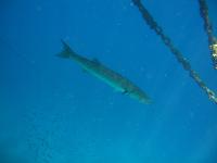 ��������� ��� �������� ������