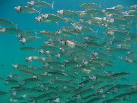 ����� ������