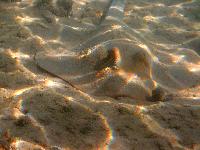 ����� ������