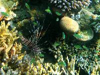 ����� ������