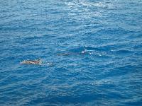 �������� � ������� ����