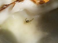 "����������" ����