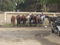 ����� �����