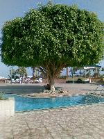 ������� ��� �����